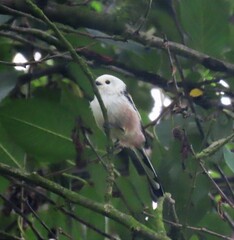Aegithalos caudatus