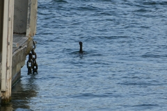 Phalacrocorax carbo