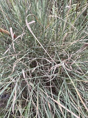 Juncus inflexus