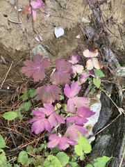 Aquilegia canadensis