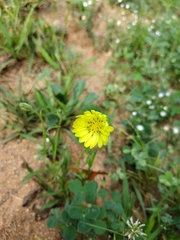 Pyrrhopappus carolinianus