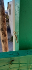 Schizomantodea