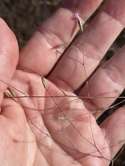 Lessingia micradenia