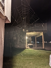 Larinioides cornutus