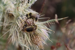 Bombus bifarius