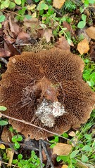 Suillus asiaticus
