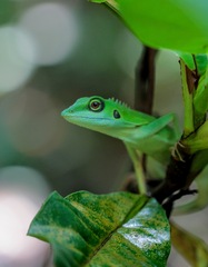 Bronchocela cristatella