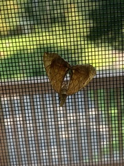 Eulithis diversilineata