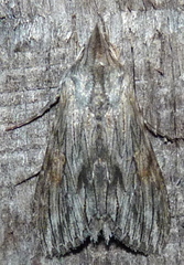 Cucullia laetifica