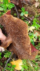 Suillus asiaticus