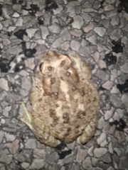 Anaxyrus microscaphus