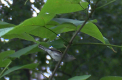 Setophaga pensylvanica