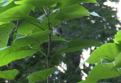 Setophaga pensylvanica