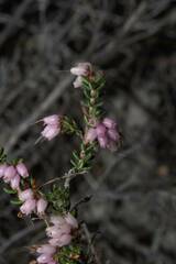 Erica interrupta