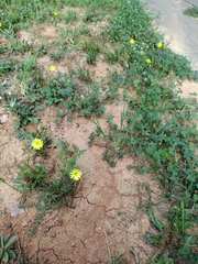 Pyrrhopappus carolinianus