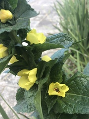 Verbascum virgatum