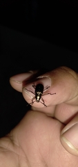 Coleoptera
