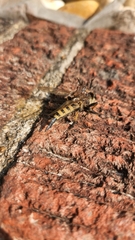Promachus rufipes
