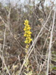 Solidago velutina