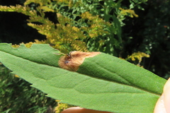 Nemorimyza posticata