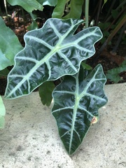 Alocasia amazonica