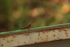 Mantoida maya