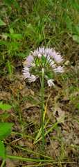 Allium cernuum