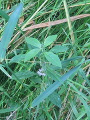 Mentha canadensis