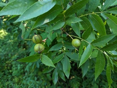 Carya cordiformis