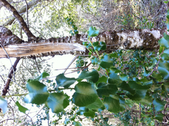 Prunus ilicifolia ilicifolia