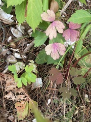Aquilegia canadensis