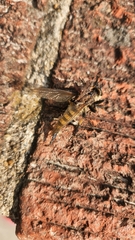 Promachus rufipes