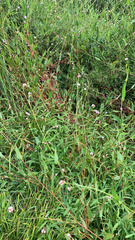 Persicaria sagittata