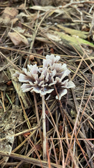 Thelephora terrestris