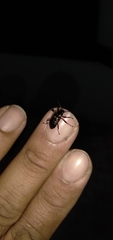 Coleoptera