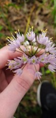 Allium cernuum