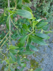 Cornus quinquenervis