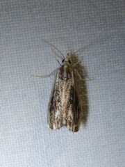Catoptria verellus
