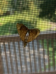 Eulithis diversilineata