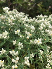 Pseudognaphalium obtusifolium