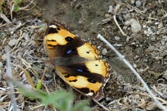 Junonia hierta