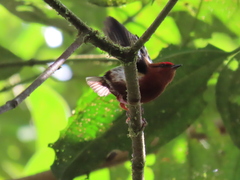 Machaeropterus deliciosus