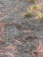 Amegilla quadrifasciata