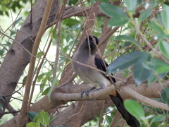 Dendrocitta formosae