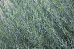 Salix exigua hindsiana
