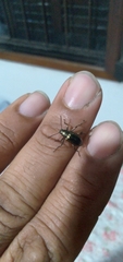 Coleoptera
