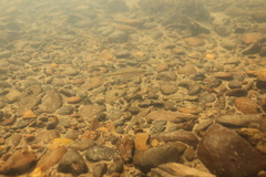 Ptychocheilus oregonensis