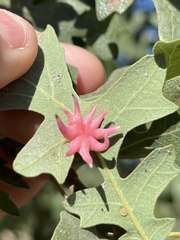 Cynips douglasii