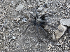 Aphonopelma eutylenum