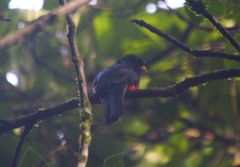 Trogon collaris